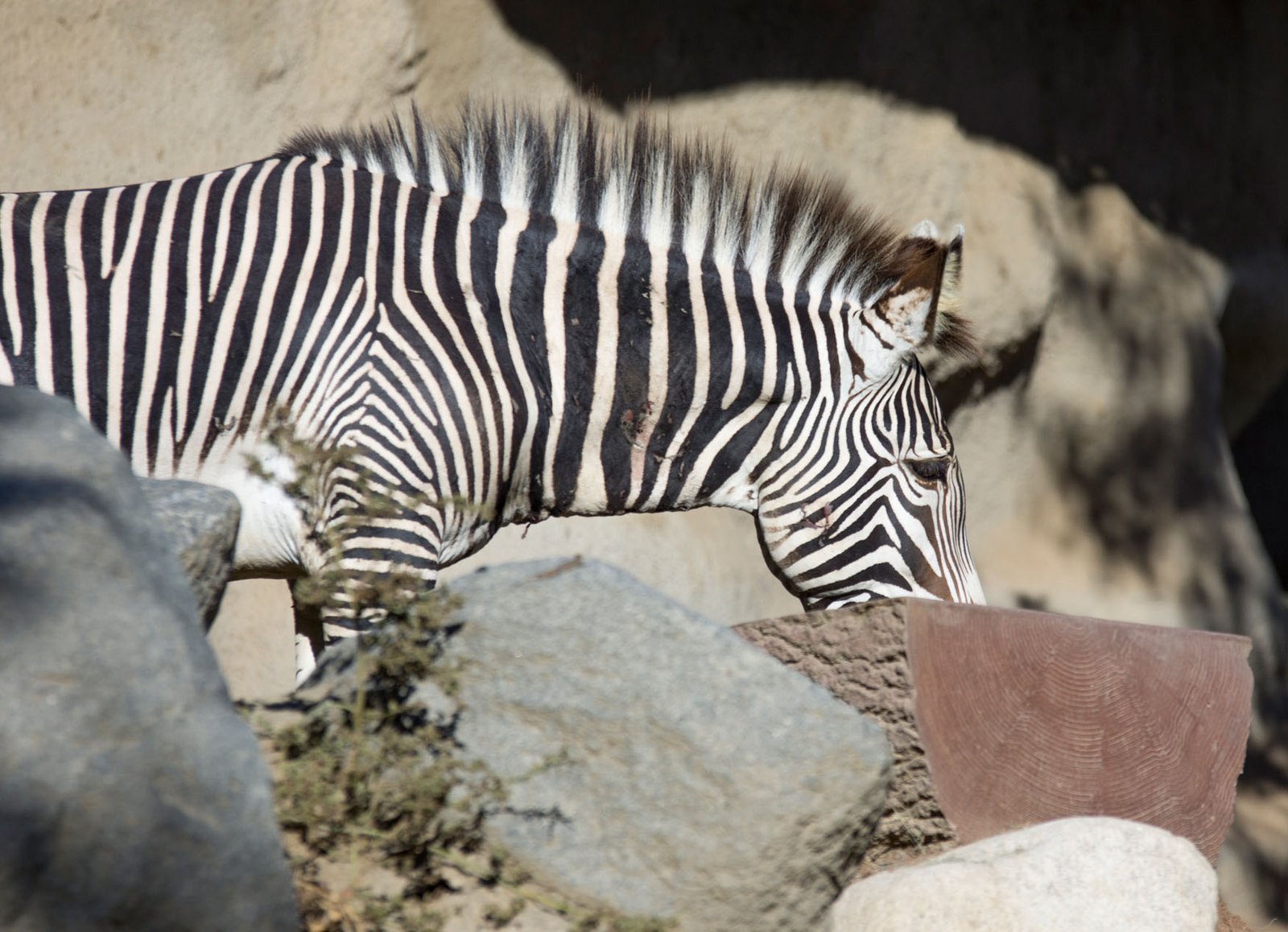 San Diego Zoo Part I 080